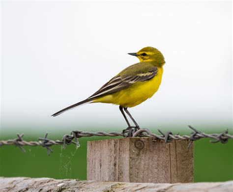 Yellow Wagtail By George Ewart Birdguides