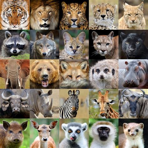 Collage With 25 Wildlife Animal Stock Image Colourbox