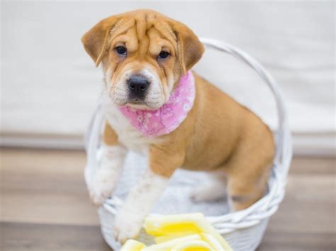 The mini walrus is a very loyal and intelligent dog who would be an excellent family our #1 priority is that our puppies come from a loving and caring environment. Mini Walrus-DOG-Female-RED & WHITE-2320719-Petland Wichita, KS