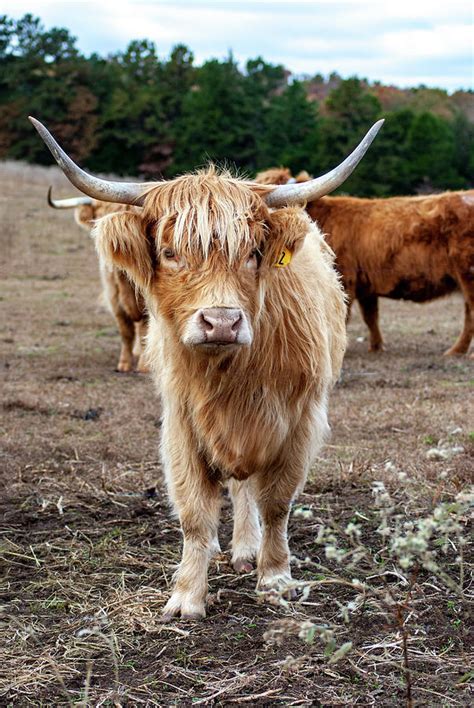 Fuzzy Cow Photograph By Annette Persinger Fine Art America