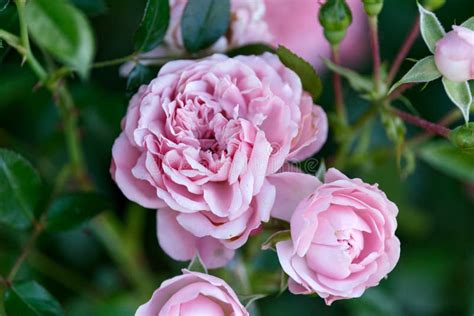 Pink Double Petal Rose Bush In Summer Cottage Garden Stock Photo