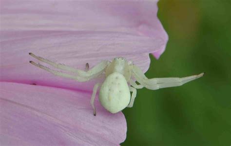 Types Of White Spiders In The House How To Get Rid Of Them