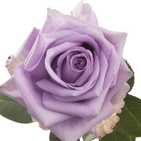 Lavender Roses Agris Floral