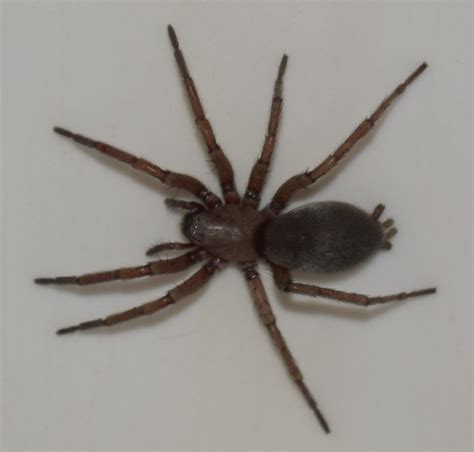 Zoology Spider Identification Is This An Arizona Recluse Biology