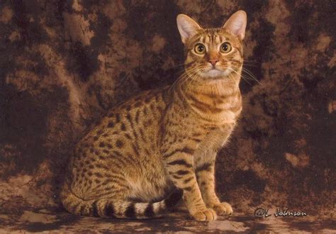 Its color becomes lighter as it gets older and the ticking turns to be. Ocicat price range. Ocicat kittens for sale cost. Best ...