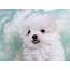 Cute White Puppies  In Photos Funny And Animals