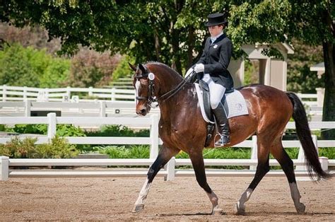 11 Different Riding Styles For Your Horse