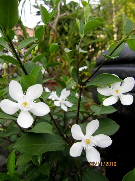 A Little Paradise Of Mine Plants In My Garden Part Ii