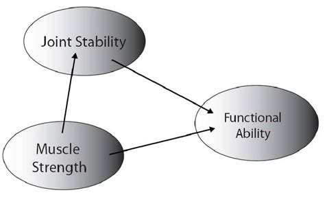 The Theorized Relationship Between Muscle Strength Joint Stability And