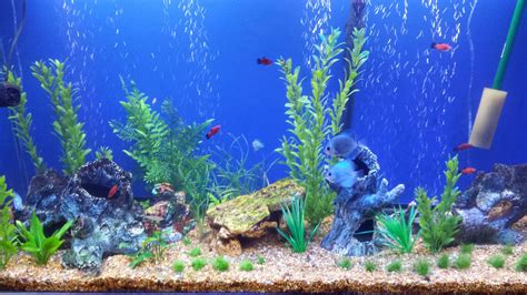 Free Download Aquarium Backgrounds Printable Fish Tank Desktop