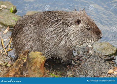 European Beaver Stock Photo Image Of Fiber Castor Castoridae 37716508