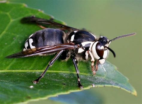 Insects That Look Like Bees Gardening In Michigan