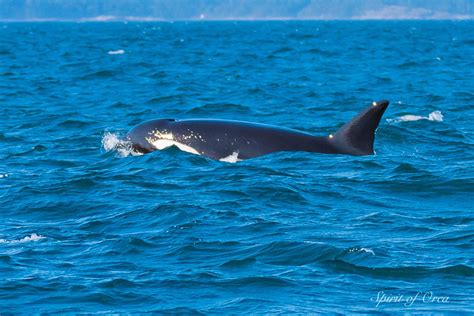 Olympic Peninsula Killer Whales In Strait Of Juan De Fuca Spirit Of