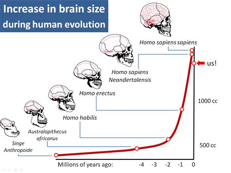 Teaching Science — Hominin Cranial Capacity Picture Endocasts Of