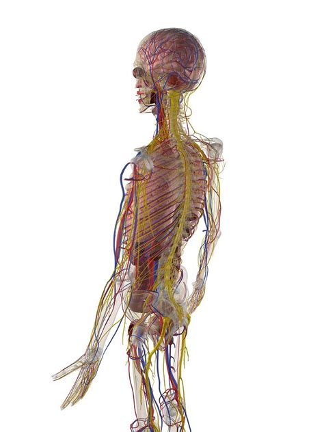 male anatomy artwork 22 by sciepro
