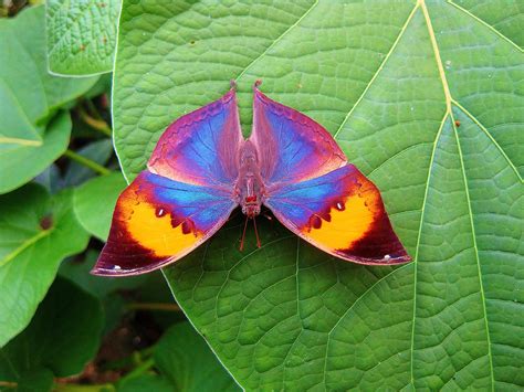 Rainbow Butterfly Null Rainbow Butterfly Butterfly Beautiful