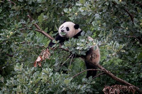 Panda Animal Tree Branches Hd Wallpaper Peakpx