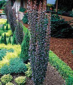 Dwarf Narrow Trees And Shrubs And Thought These Tall Plants Would