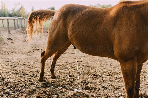 A Horse Urinating By Stocksy Contributor Chelsea Victoria Stocksy