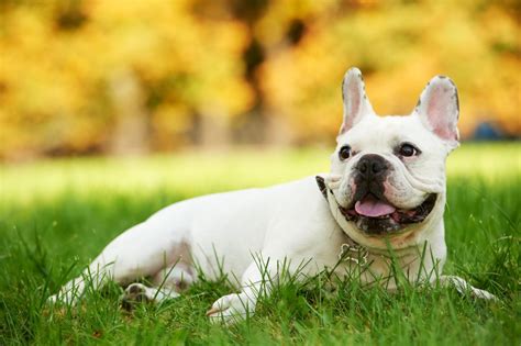 These can be minimized by ensuring that any breeder you. French Bulldog Health Issues & Problems | Canna-Pet®