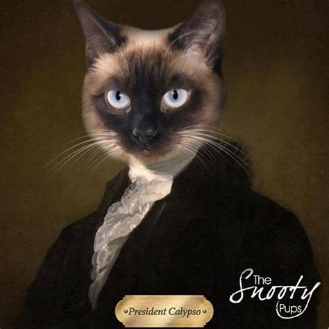 Why Do Cats Purr Custom Cat Portrait Whatsapp Wallpaper Cat Shedding