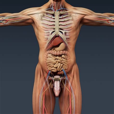 Human anatomy diagrams and atlas. Human Male and Female Anatomy - Body Muscl... 3D Model ...