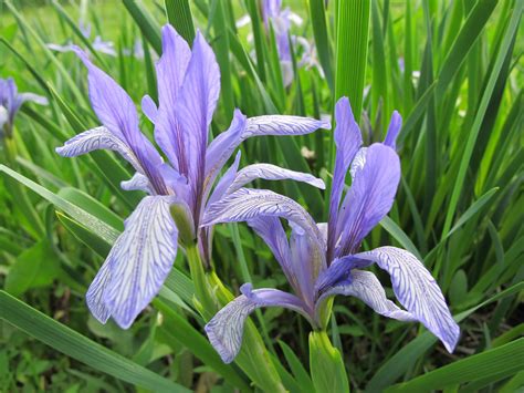 World Of Irises Why Do You Grow Irises