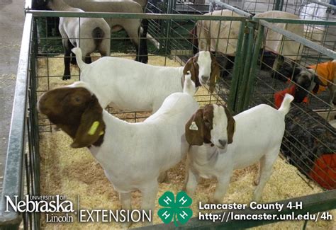 Lancaster County Super Fair 4 H And Ffa Photos And Results Nebraska Extension In Lancaster County