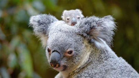 Holy Omg This Baby Koala Is The Best Thing Youll Ever See