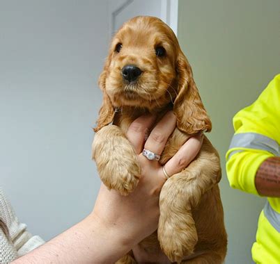 Puppies of westport website, magento 1.9.3 installation. Your New Puppy - Westport Veterinary Clinic, Linlithgow