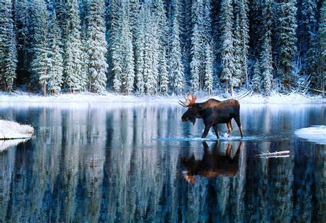 Your Shot Snow Photos National Geographic Moose Pictures Bull