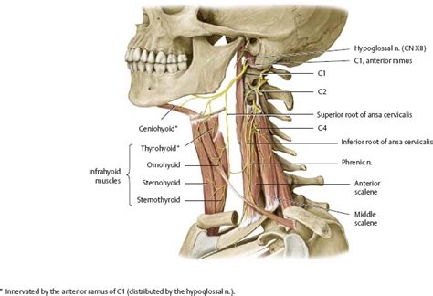 Neck Atlas Of Anatomy