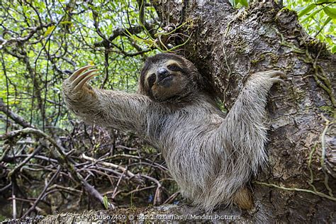 Pygmy Three Toed Sloth Stock Photo Minden Pictures