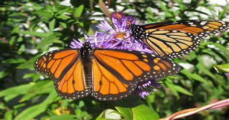 Monarch Butterfly Facts Learn About Nature