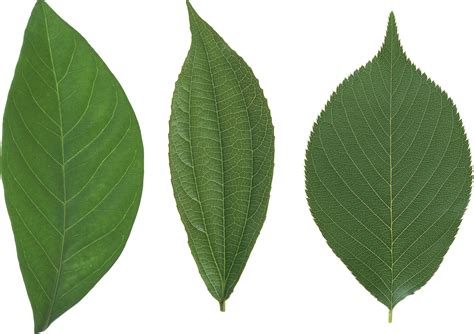 Download free png images transparent backgrounds. Green leaves PNG Image - PurePNG | Free transparent CC0 ...