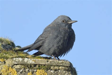 Rarity Finders Blue Rock Thrush In Gloucestershire Birdguides