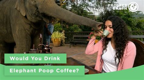 Would You Drink Elephant Poop Coffee Youtube