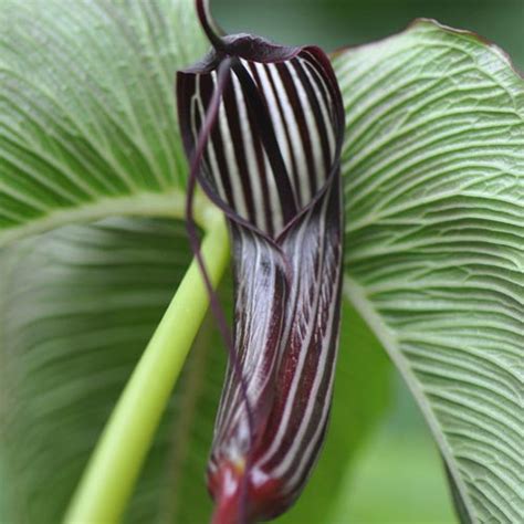 Add to favorites 2 jack in the pulpit plants rhizomes roots fresh transplant indian turnip plant medicinal herb replant wildflower arisaema triphyllum. Arisaema to buy today from Riverside Bulbs