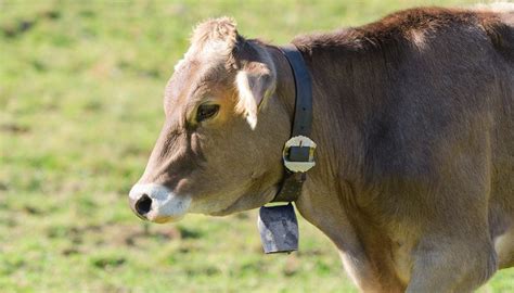 brown swiss cattle pros and cons to raising brown swiss cows