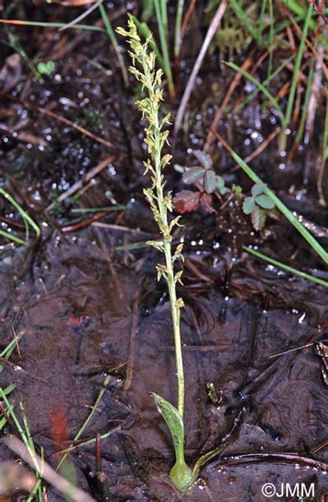 Гаммарбия болотная hammarbya paludosa (l.) o. Hammarbya paludosa = Malaxis paludosa