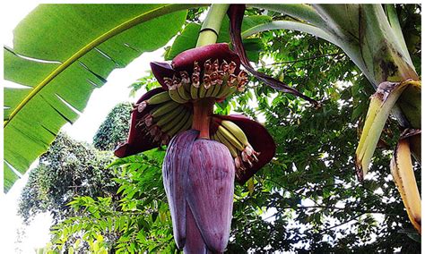 Health Benefits Of Banana Flowers Healthmgz Healthy Living Today And Everyday