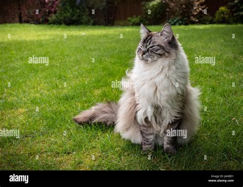 Very Happy Smiling Ragdoll Cat Sitting Outdoors Stock Photo Alamy