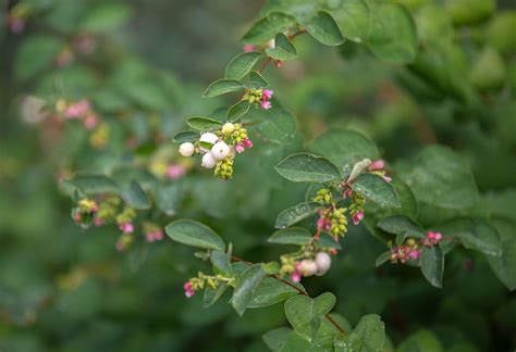 How To Grow And Care For Common Snowberry Bobsports
