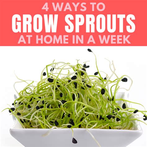 Grow Sprouts At Home In A Week These 4 Ways Indoors In 2021 Sprouts