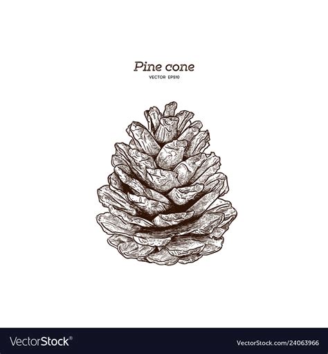Pine Cone Hand Draw Royalty Free Vector Image Vectorstock