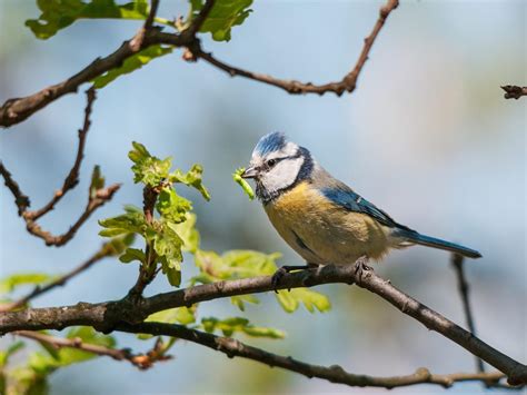 What Do Blue Tits Eat Complete Guide Bird Fact