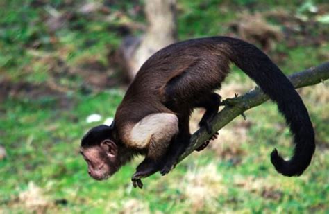 Capuchin Description Habitat Image Diet And Interesting Facts