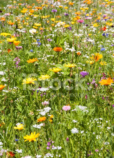 Picturesque Flower Meadow Beautiful Field Various Flowers Stock Photo