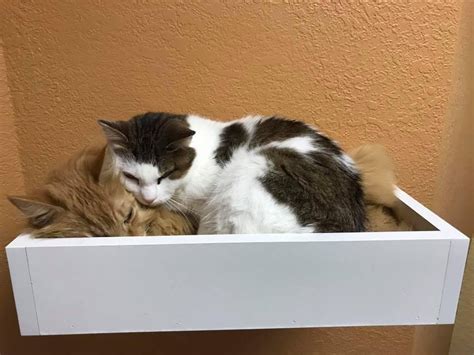 Two Cats Who Lived Rough Lives Find Each Other At Shelter Something
