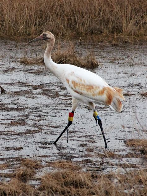 Whoop Whoop For The Return Of The Whooping Cranes